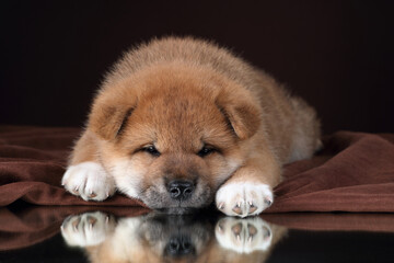 Cute little shiba puppy on brown background