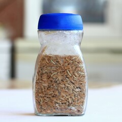 Glass with sunflower seeds full of Indianmeal moth larvae, Plodia interpunctella. Also known as  weevil moth, pantry, flour or grain moth.