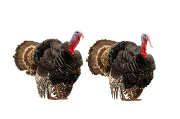 beautiful two male turkey isolated on white background