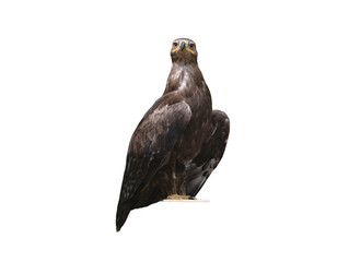 steppe eagle (aquila nipalensis) isolated on white background