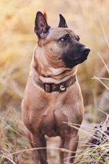 Thai ridgeback dog on a walk on a beautiful autumn day