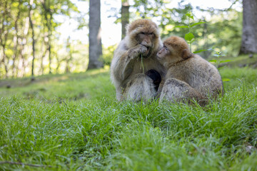 Affen in Natur 