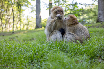 Affen in Natur 
