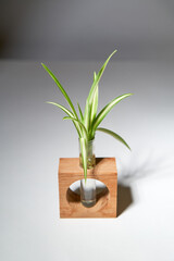 Fototapeta na wymiar Home gardening - chlorophytum sprouts in glass jar with water.