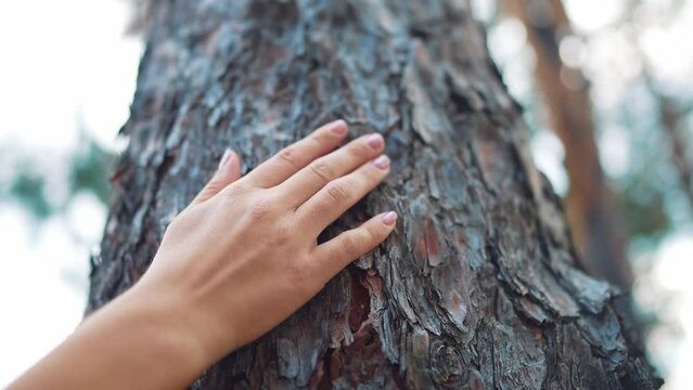 unity with nature. girl touches a tree. love ecology forest nature concept. tourist hand touching the bark of a tree close-up loves nature in the park. lifestyle environment eco concept