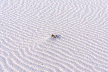 Lone plant at White Sands National Monument, New Mexico , USA