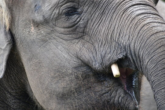 elephant eats a tasty snack