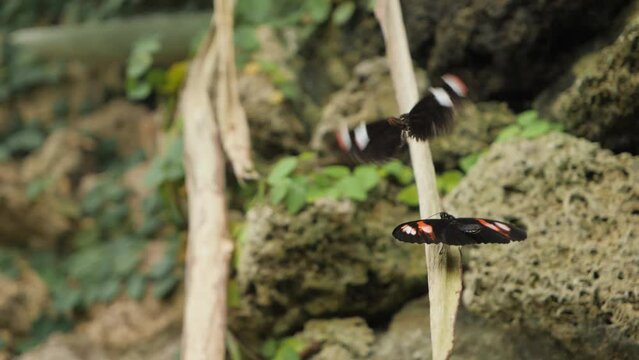 Butterfly try to mate, slow motion.