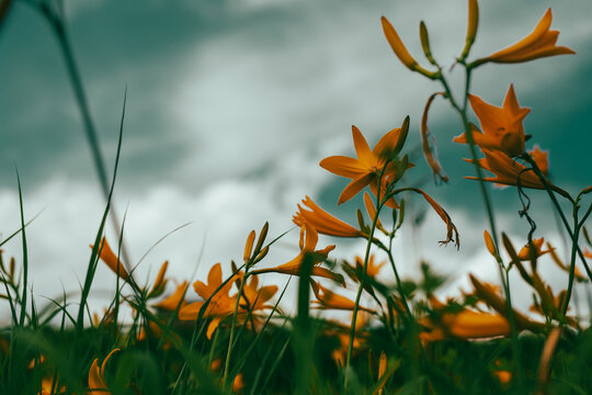 禅庭花images Browse 197 Stock Photos Vectors And Video Adobe Stock