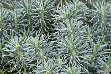 lovely plant life along zoo path