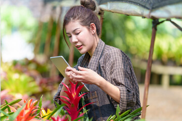 Naklejka na ściany i meble Beautiful Asian woman farmer working in her garden Young female gardener checking quality Bromeliaceae (Bromeliad) working on the farm in pots the greenhouse production concept.