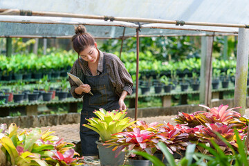 Fototapeta na wymiar Beautiful Asian woman farmer working in her garden Young female gardener checking quality Bromeliaceae (Bromeliad) working on the farm in pots the greenhouse production concept.