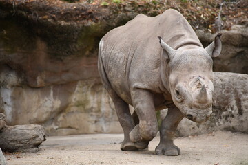 happy rhino strutting about