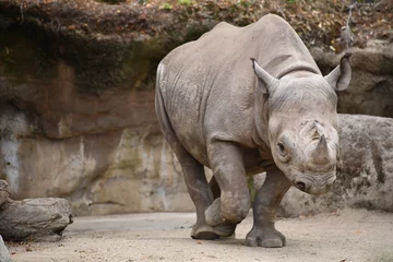 Gardinen Nashorn happy rhino strutting about  © Trevor Cook
