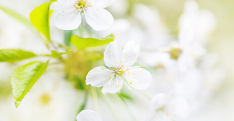 spring background with white cherry flowers outdoor