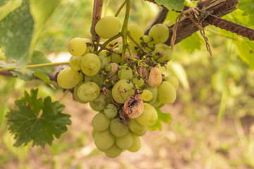 a bunch of green and spoiled grapes with green grape leaves