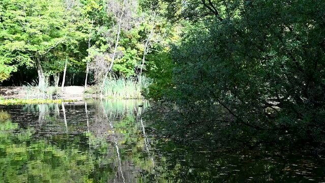 Bird within 'The Lake', Epping, London, United Kingdom