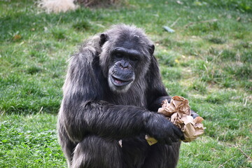 chimp opens brown paper to reveal food