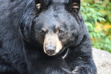 black bear waking up from a nap