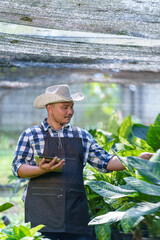 Asian Young man farmer in a greenhouse inspects gardener checking quality green leafy working on the farm in pots the greenhouse small business owner banner production concept.