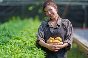 Happy Woman holding a freshly dug and washed potatoes Horticulture farming organic healthy food. farmer market biological food from plantation garden vegetable garden, harvest, local farmer concept