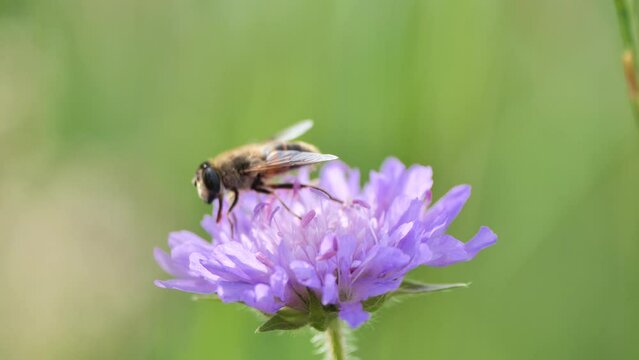 Macro footage of a honey bee collecting nectar from Field scabious on an isolated background