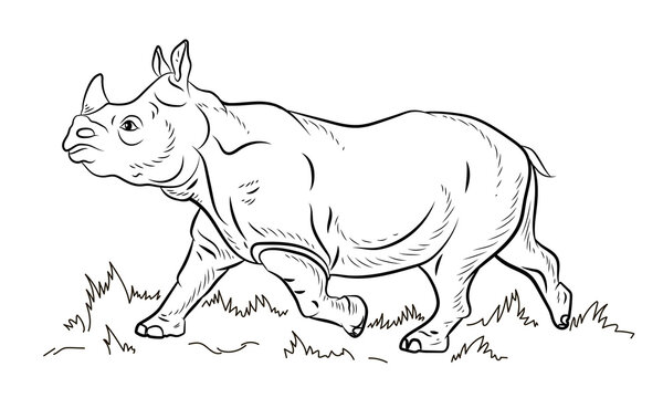 African animals, a large rhinoceros. Black and white image. Coloring book for children. Vector image.