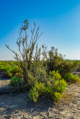 tree on the edge of the hill