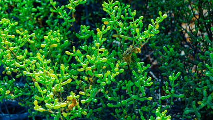 background with leaves