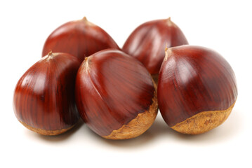 chestnut on a white background
