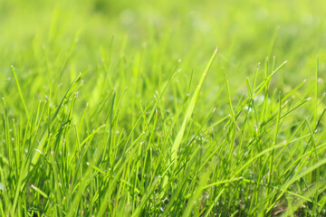 Fresh green grass background in sunny summer day.
