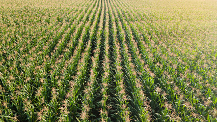 Corn fiele plantation,aerial view