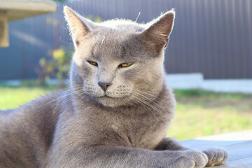 Portrait of a gray cat. Scottish Cat sitting on the wooden bench. Playful British Short Hair cat lying on garden decking