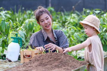 Mother and son toddler boy on organic vegetable farm in summer.Mother with kid Harvesting Organic vegetable Cabbage and purple cabbage carrot on farm at home.Home school kid learning how to vegetable