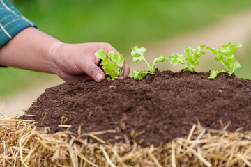 Farmers plant young seedlings of lettuce salad in the vegetable garden.