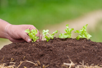 Farmers plant young seedlings of lettuce salad in the vegetable garden.