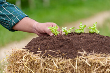 Farmers plant young seedlings of lettuce salad in the vegetable garden.