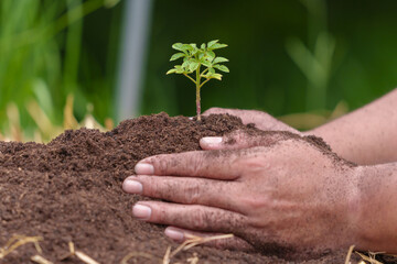 Hand holding a green and small plant. Green fresh plants on nature background.closeup hand of person holding abundance soil with young plant in hand for agriculture or planting peach nature concept.