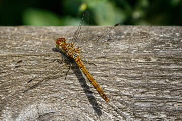 common darter dragonfly resting on wooden rail 