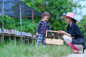 Mother and son toddler boy on organic vegetable farm in summer.Mother with kid Harvesting Organic vegetable Cabbage and purple cabbage carrot on farm at home.Home school kid learning how to vegetable
