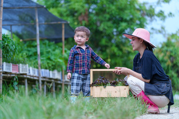 Mother and son toddler boy on organic vegetable farm in summer.Mother with kid Harvesting Organic vegetable Cabbage and purple cabbage carrot on farm at home.Home school kid learning how to vegetable