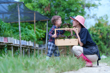 Mother and son toddler boy on organic vegetable farm in summer.Mother with kid Harvesting Organic vegetable Cabbage and purple cabbage carrot on farm at home.Home school kid learning how to vegetable