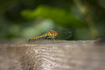 common darter dragonfly resting on wooden rail 
