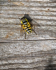 wasp on a wooden background