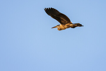 heron in flight with blue sky