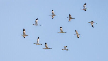 flock of avocets with sky background
