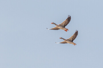 two greylag geese in flight