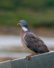 pigeon on a fence