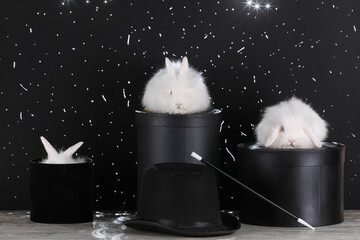 white rabbit in a magic box on a black background