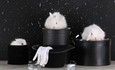 white rabbit in a magic box on a black background